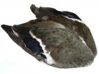 Veniard Mallard Duck