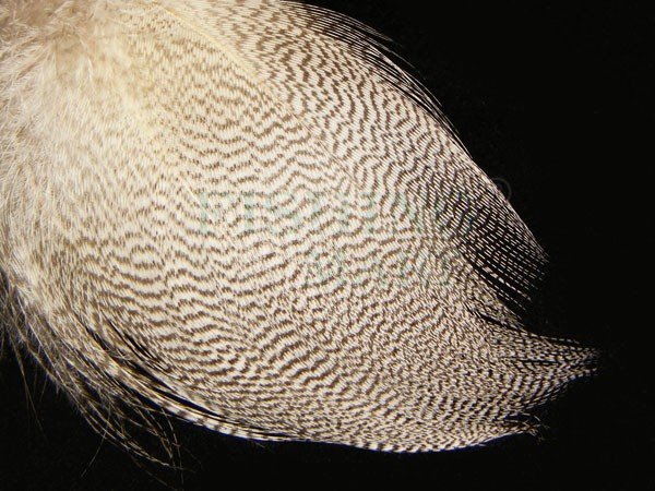 Grey Drake Fly Tying Feathers Natural Or Dyed Fly Tying Material 