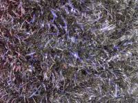 Semperfli EggStatic Egg Fritz 8mm - Black Sturgeon