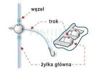 Stonfo Koraliki do bocznego troka dwukanałowe