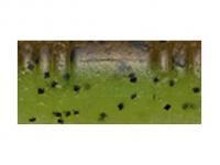 Soft bait Tiemco PDL Locoism Flexy Shad 3 inch | Shrimp Flavor - 228