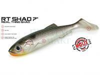 Molix RT Shad 7