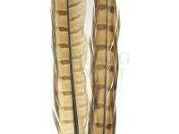 Ringneck Tail Feathers - 027 Bleached Ginger