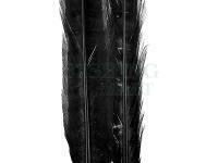 Ringneck Tail Feathers - 100 Black