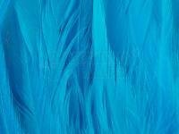 Rooster Saddle Feather - Silver Doctor Blue