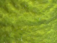 Semperfli EggStatic Egg Fritz 8mm - Fl Atomic Yellow