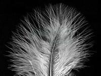Feathers Hareline Extra Select Marabou #377 White
