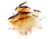 Golden Pheasant Tippets - Small