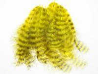 Hareline Grizzly Soft Hackle - Yellow
