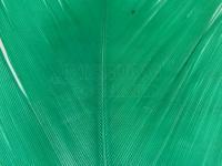 Kondor - bright green