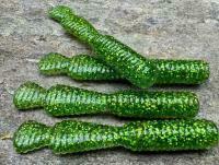 Soft Baits Great Fish GF2 Leech 60mm 1.8g - no scent - glitter green
