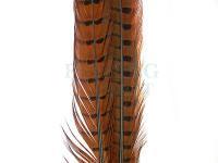 Ringneck Tail Feathers - 051 Rusty Brown