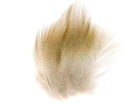 Wood duck - Lemon barred feathers