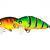 Akara Woblery Goby