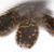 Veniard Feather - loosely