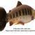 Savage Gear 3D Craft Trout PulseTail Bulk