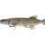 Savage Gear 3D Line Thru Pike