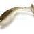 Quantum 4street B-Ass Shad Soft Baits