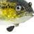 Westin Przynęty Tommy the Trout Multi Jointed R2F