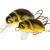 Wob-Art Lures Pływak żółtobrzeżek (Great diving beetle)