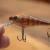 Salmo Rattlin’ Executor SDR